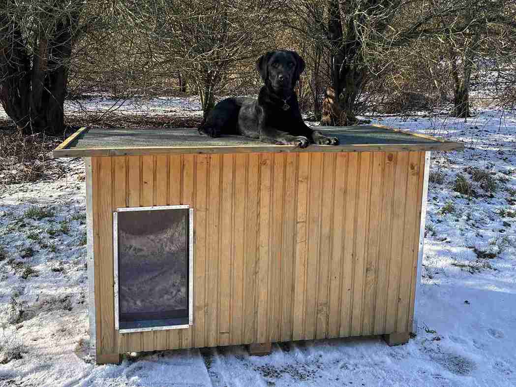 Svart hund slapper av oppå et hundehus i et vinterlandskap.