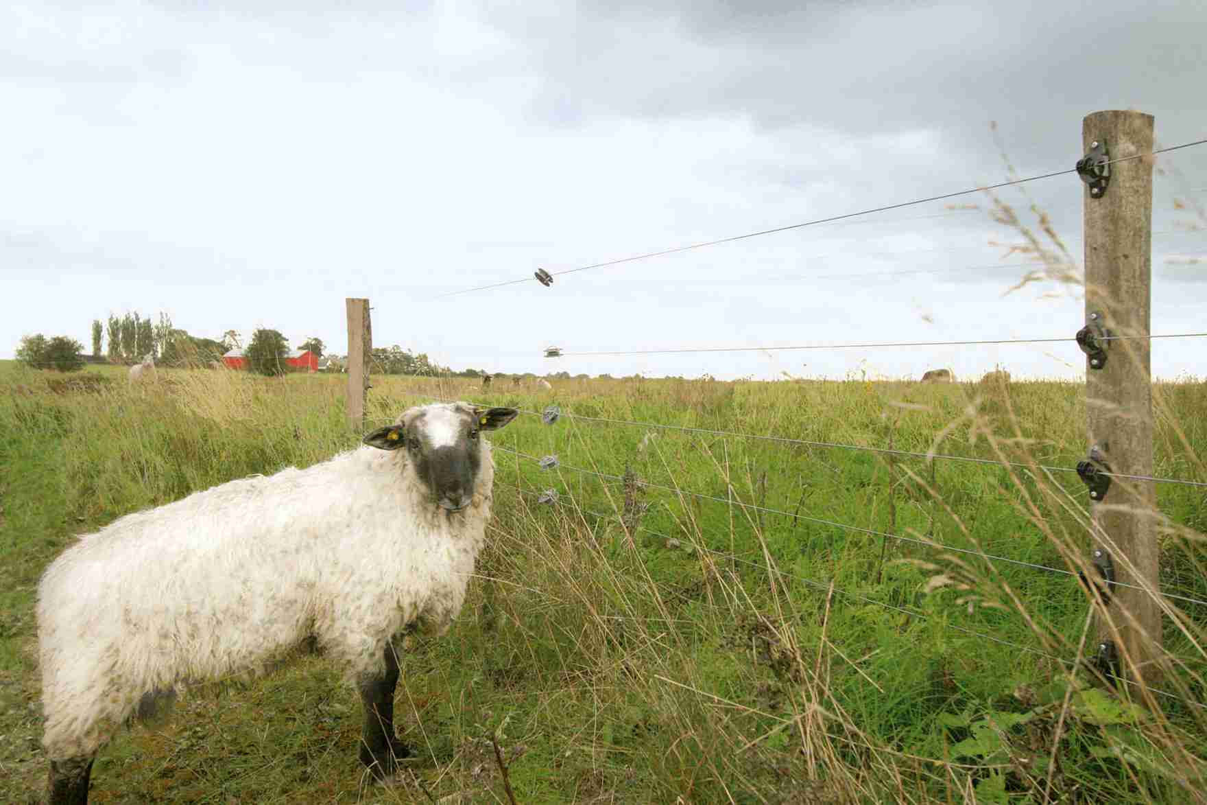 En hvit sau står foran et elektrisk gjerde og ser til siden.