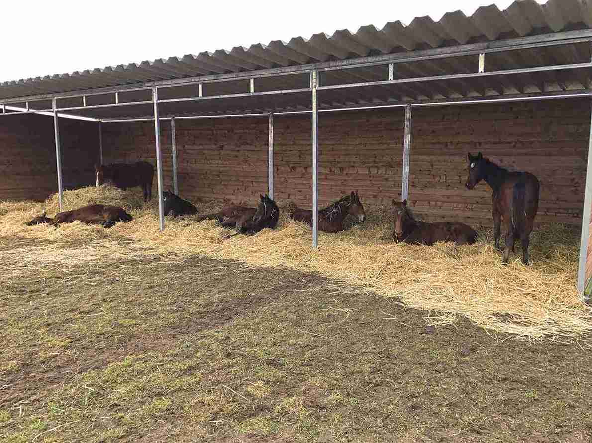 Sju brune hester står eller ligger på en seng av halm i det store leskuret sitt.