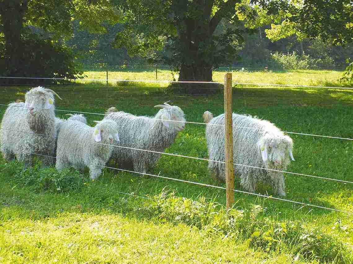 Fem langhårede sauer beiter bak et elektrisk gjerde.