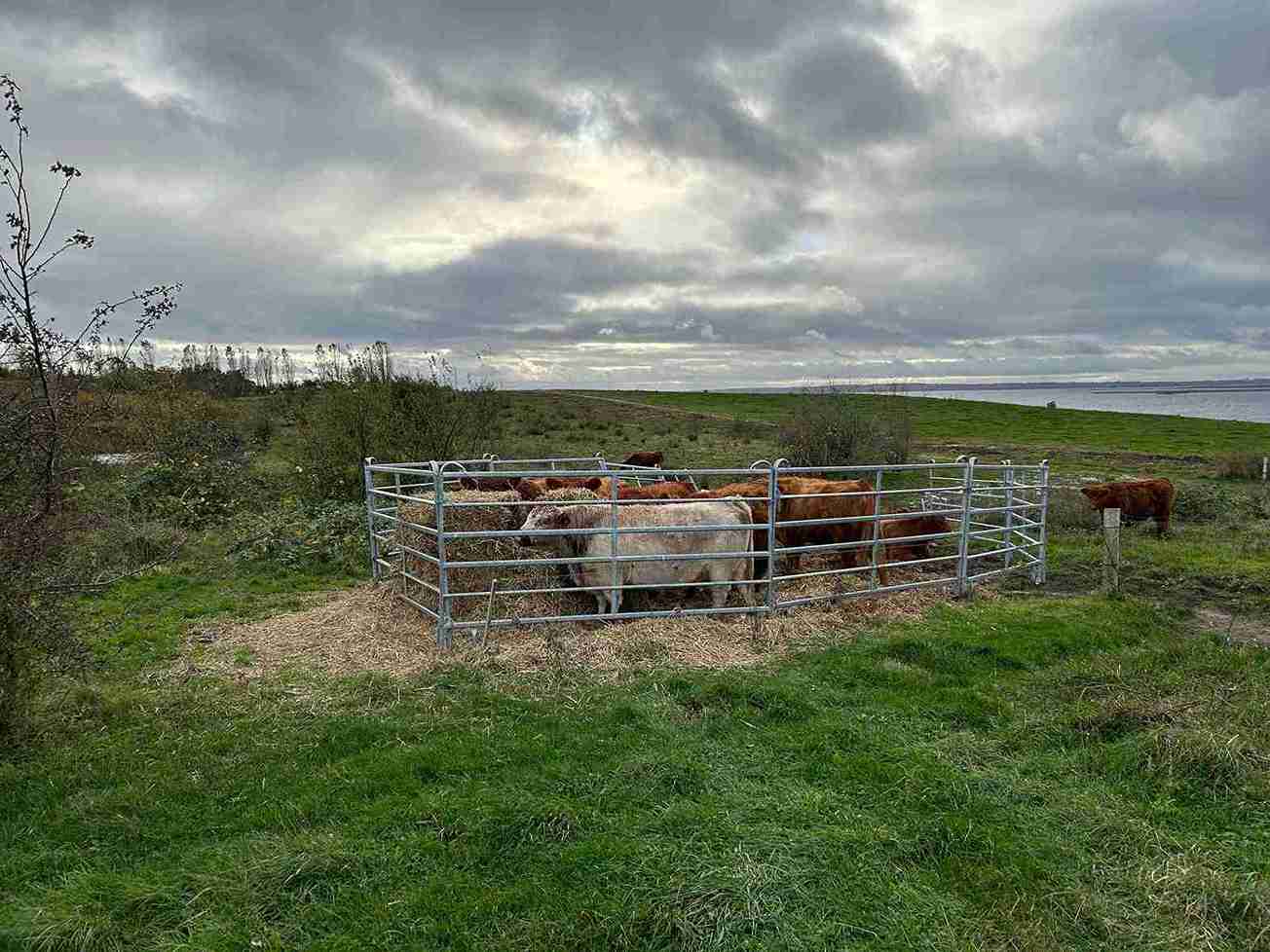 Mange små kuer samlet i fanggrinden