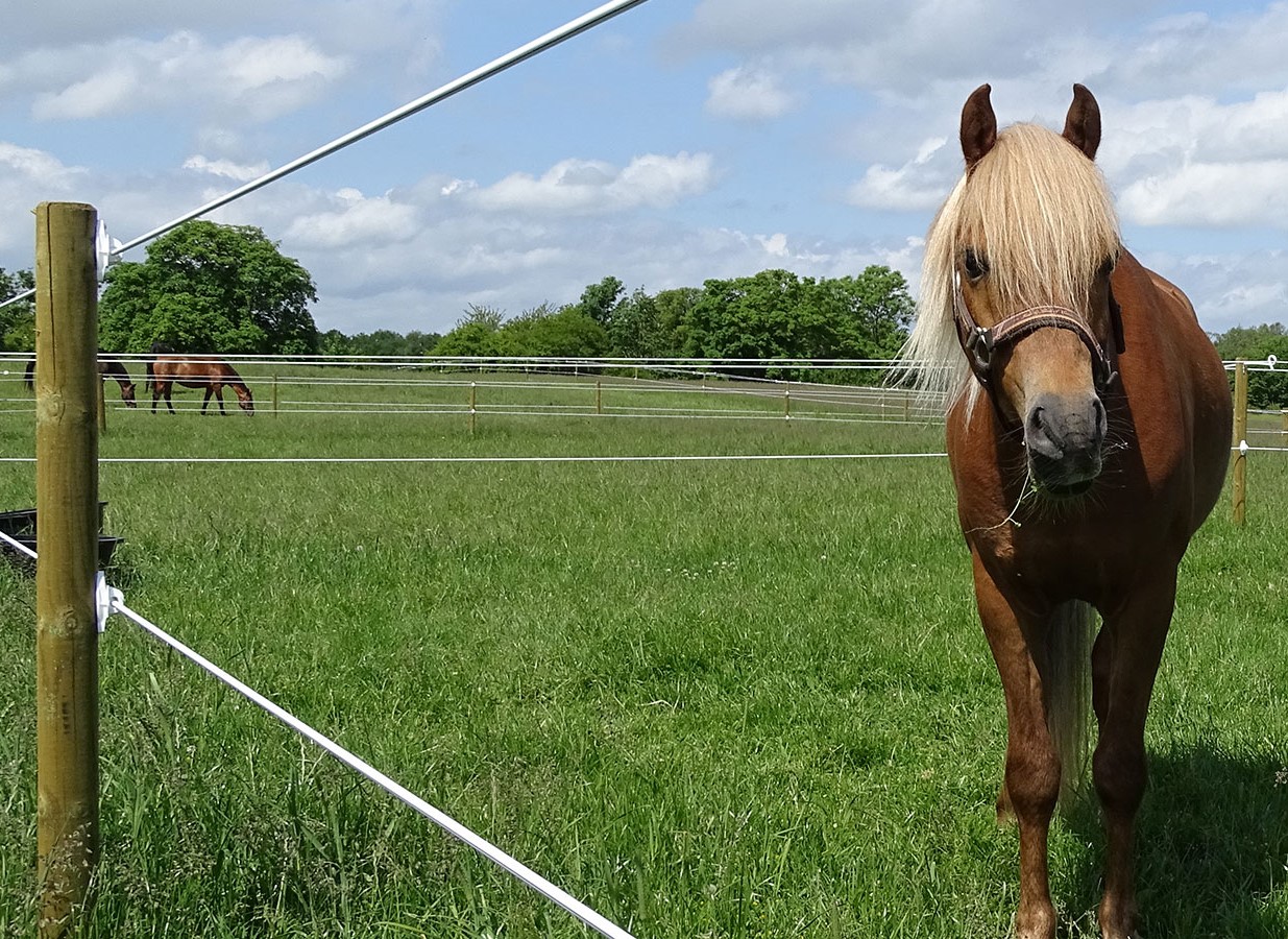 Hest bak et Hippolux-gjerde med trykkimpregnerte stolper, ideelt for sikker og effektiv hesteinnhegning.