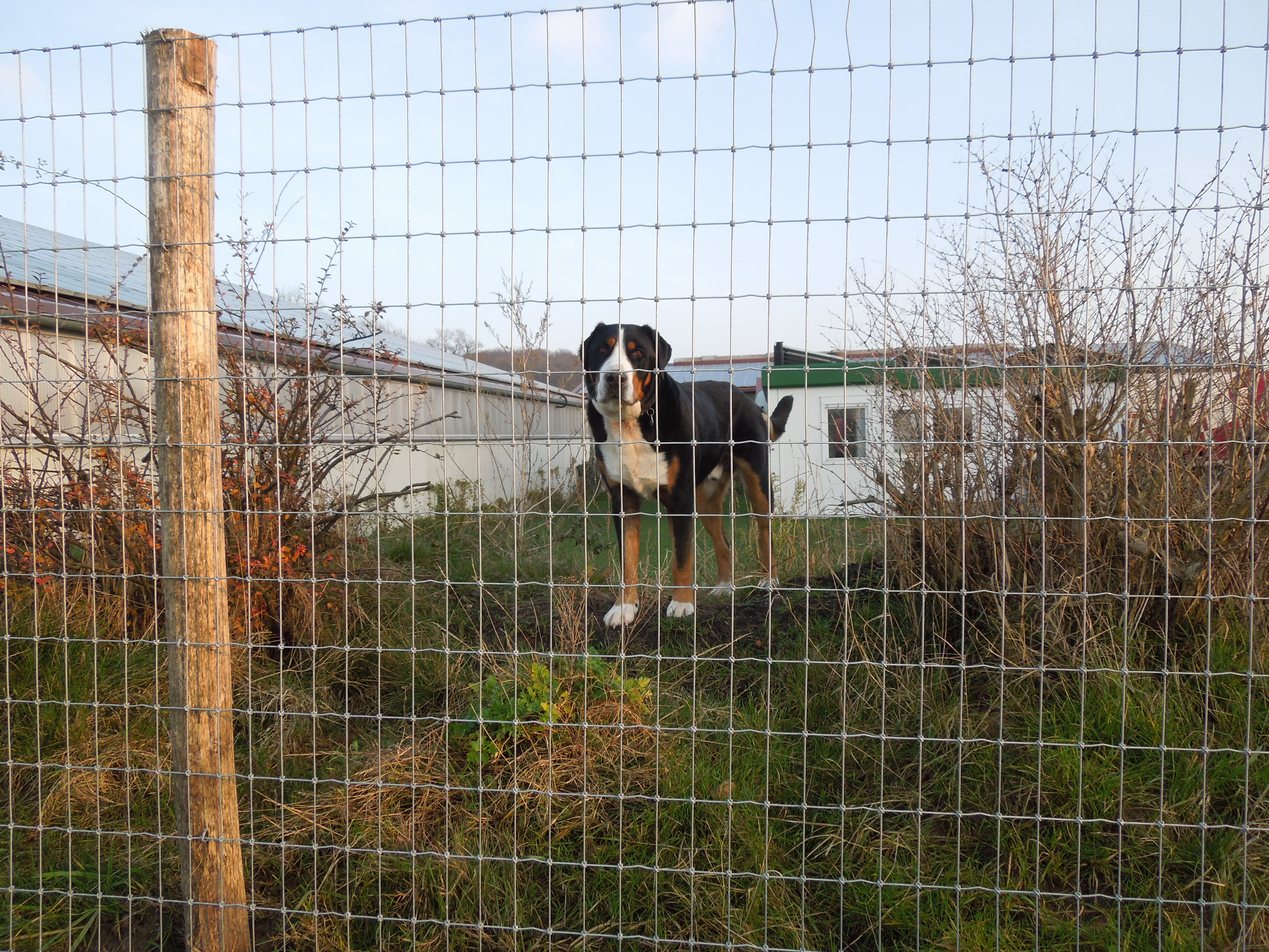 En hund står bak et høyt gjerde ved Multinet