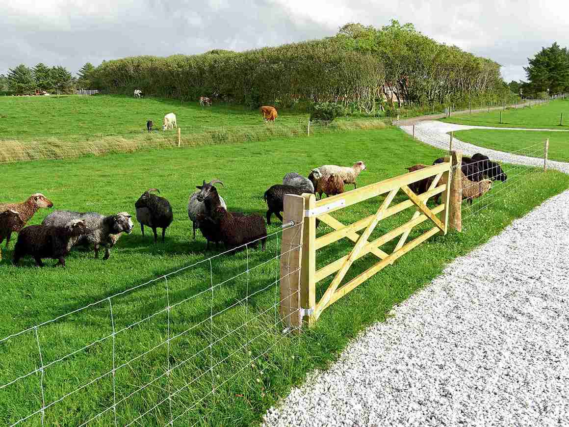 I forgrunnen beiter en saueflokk bak et nettinggjerde. I bakgrunnen beiter flere hester i en egen innhegning.