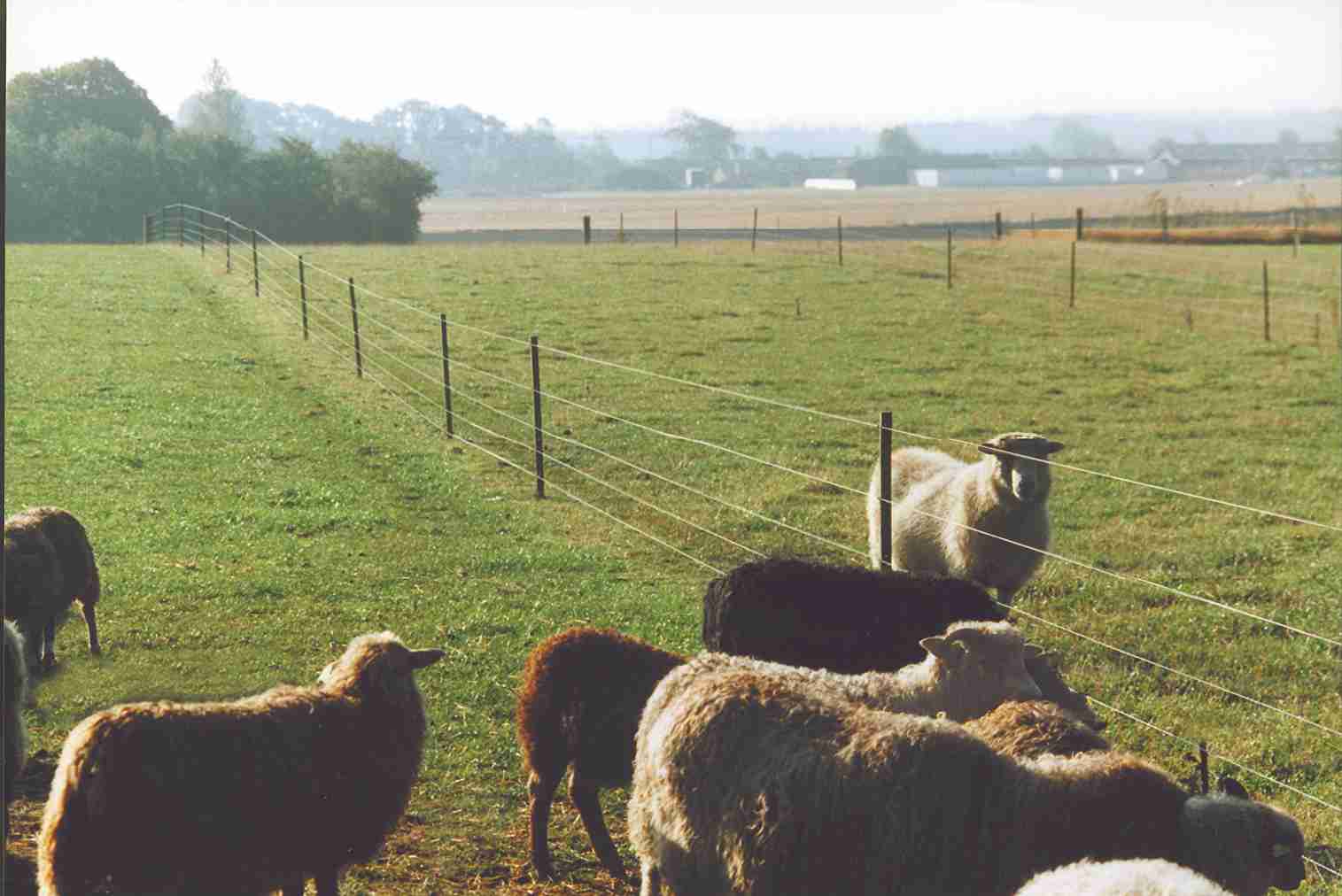 En saueflokk og en vær går i hver sin innhegning, adskilt av et elektrisk gjerde.