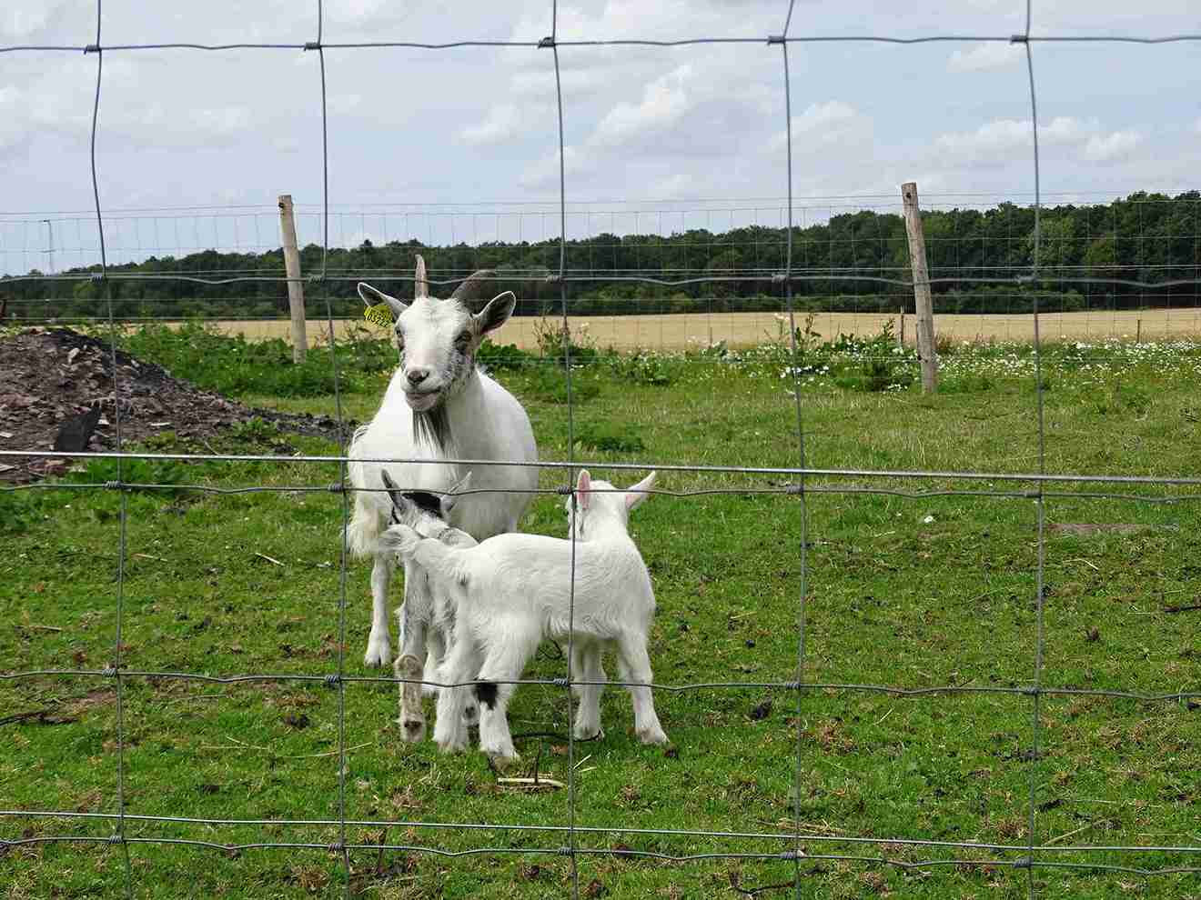 En geit står med to geitekillinger i en innhegning.