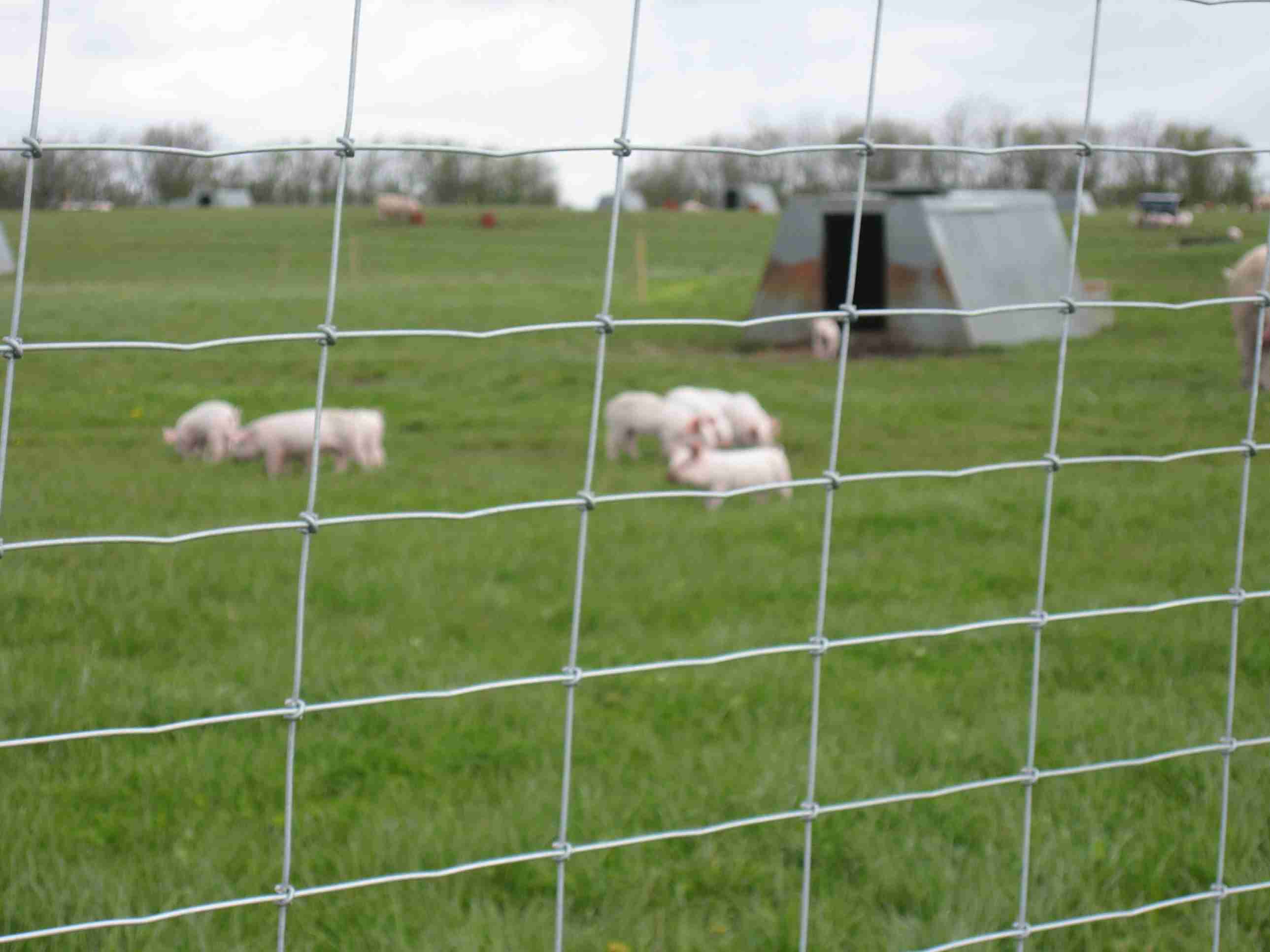 En flokk smågriser kan skimtes gjennom maskene i et nettinggjerde.
