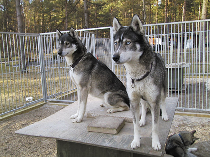 To siberian husky-hunder sitter på toppen av hundehuset sitt inne i en kennel.