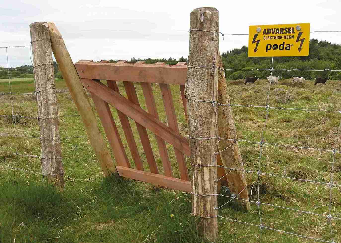 Fire sauer går i en innhegning med netting og elektrisk gjerde. Gjerdet har en tregrind som inngang og utgang