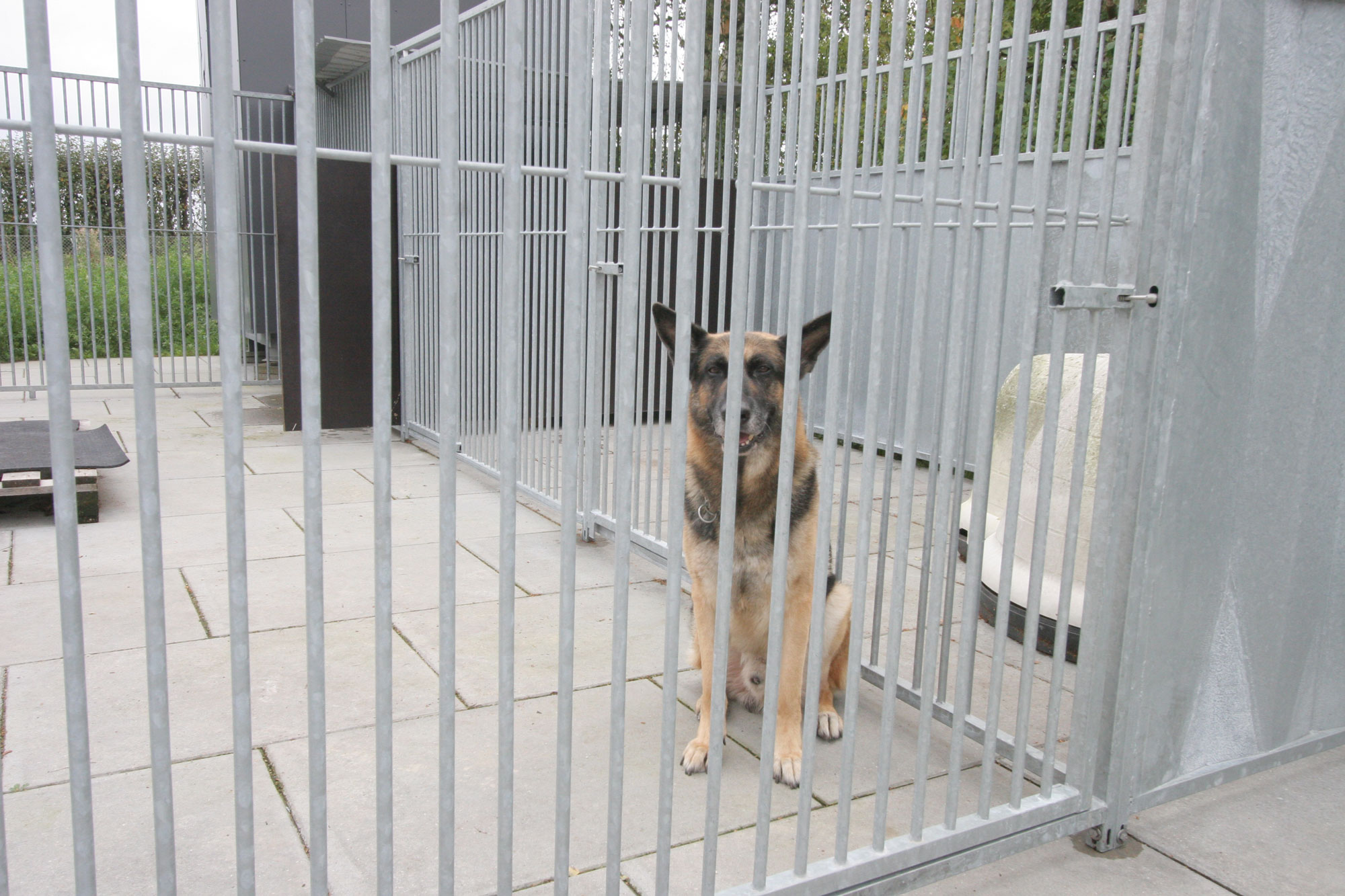 En schæferhund sitter alene i et hjørne av kennelen sin.
