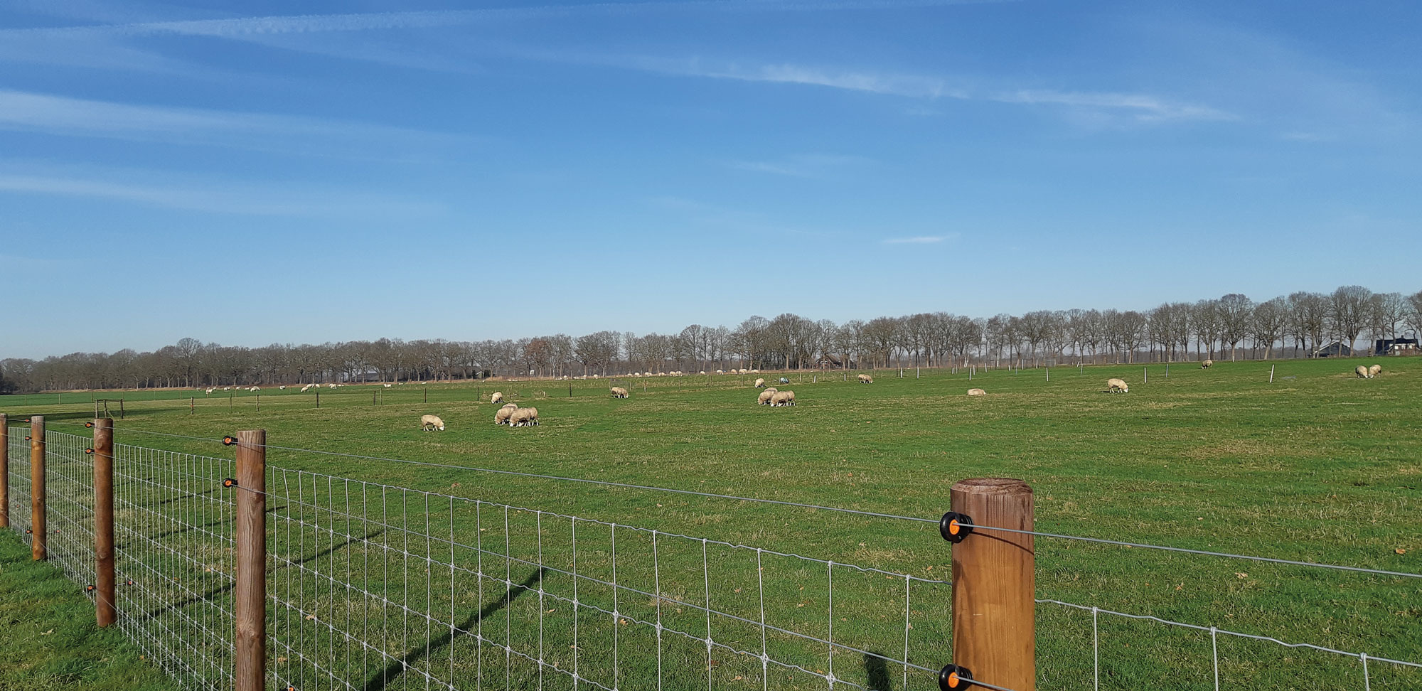 En saueinnhegning er sikret mot ulv med tre elektriske ledninger.