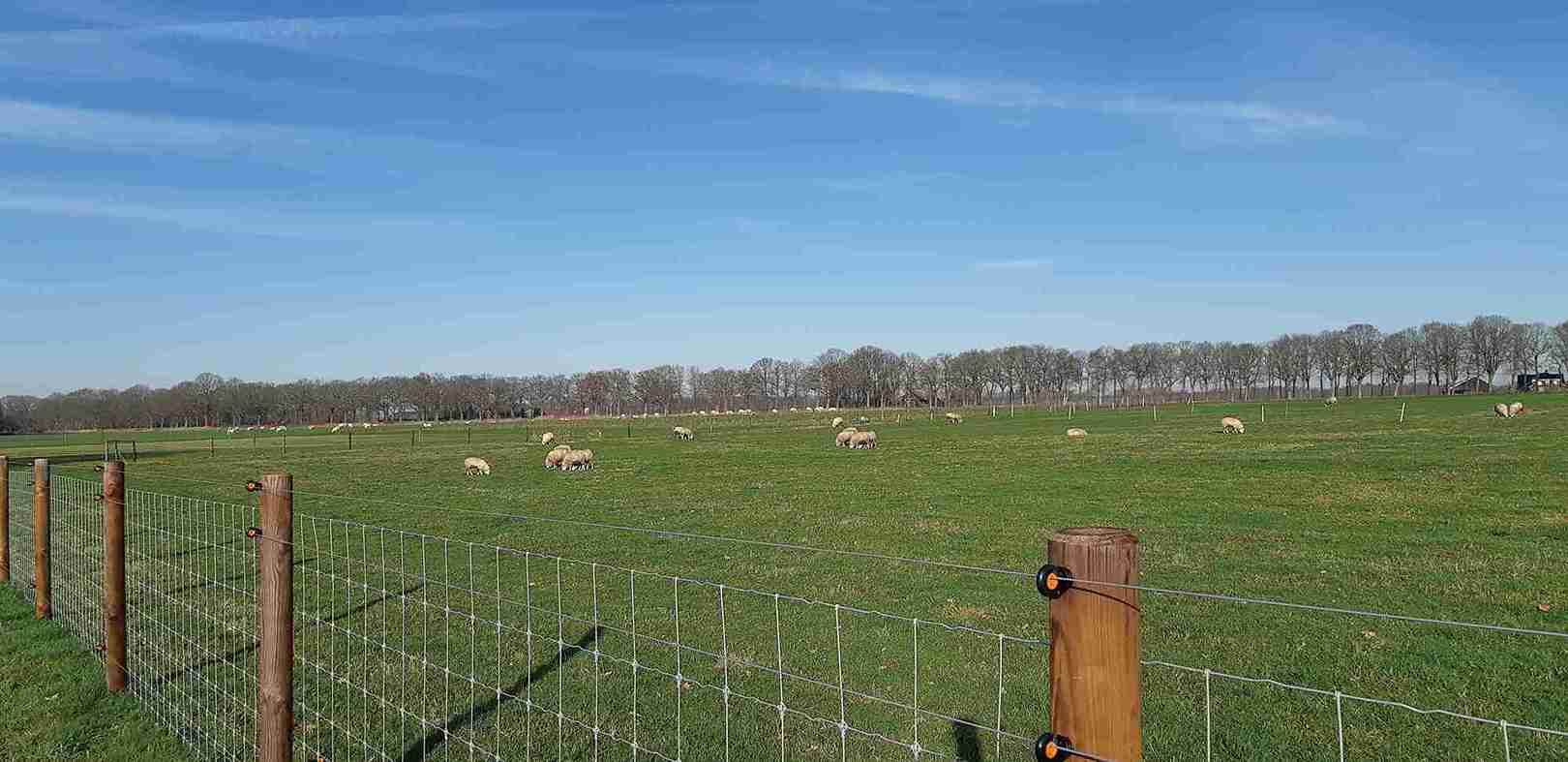 En saueinnhegning er sikret mot ulv med tre elektriske ledninger.