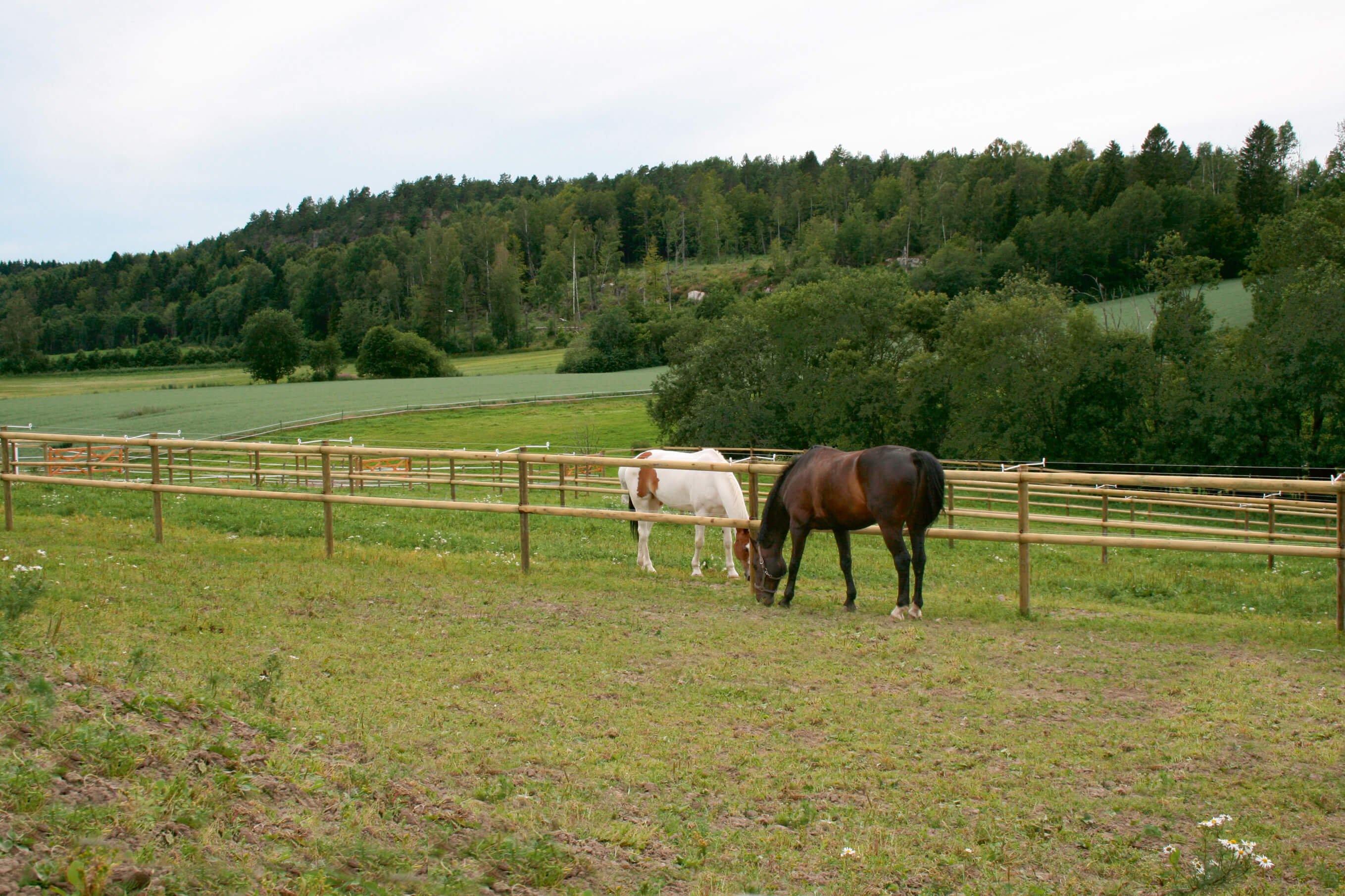 To hester beiter i hver sin innhegning. Innhegningene er adskilt av et hestegjerde med halvskårne lekter.