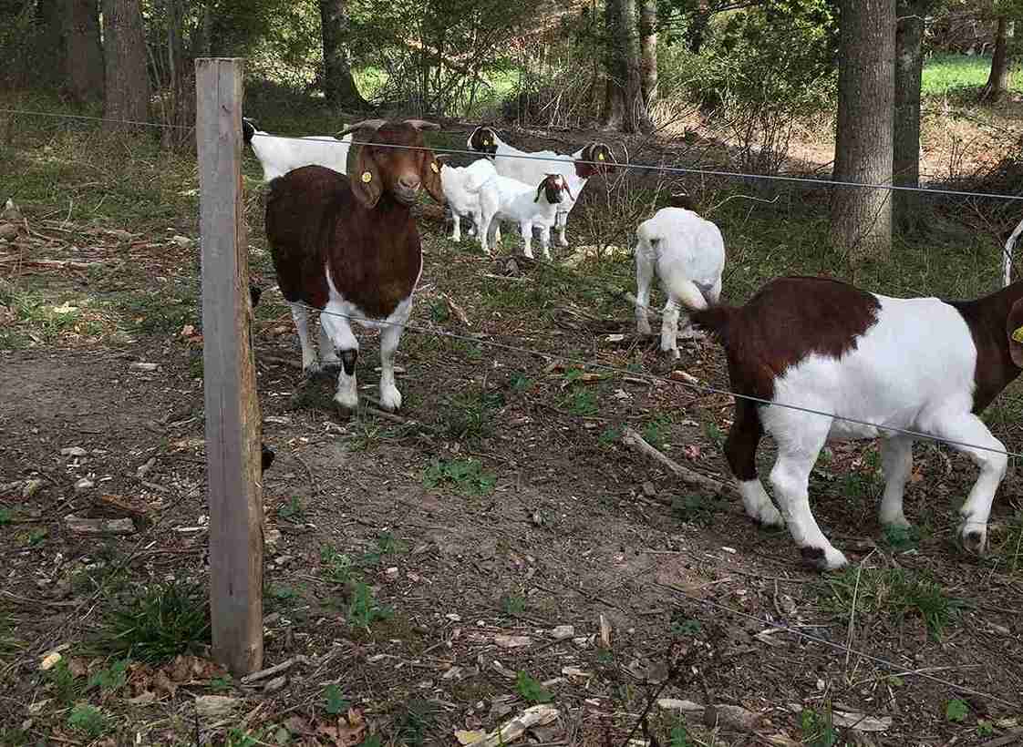 Geiter bak elektrisk gjerde