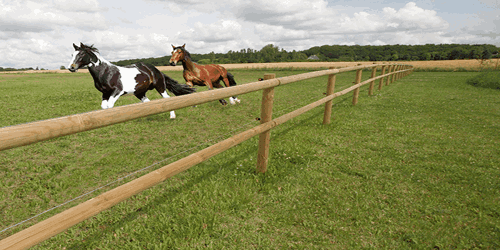 Hestene løper bak et lektergjerde med halvskårne lekter