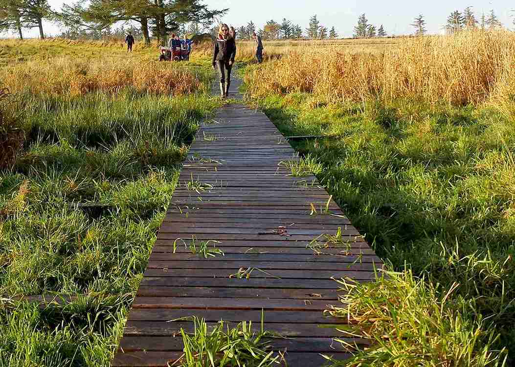En strandpromenade bidrar til å gjøre et myrlendt område gangbart