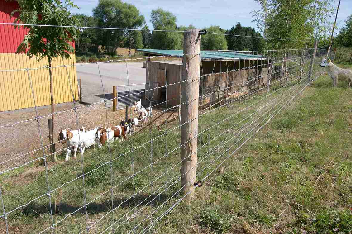 En ulv står i nærheten av et gjerde med geiter. Gjerdet er sikret mot ulv.