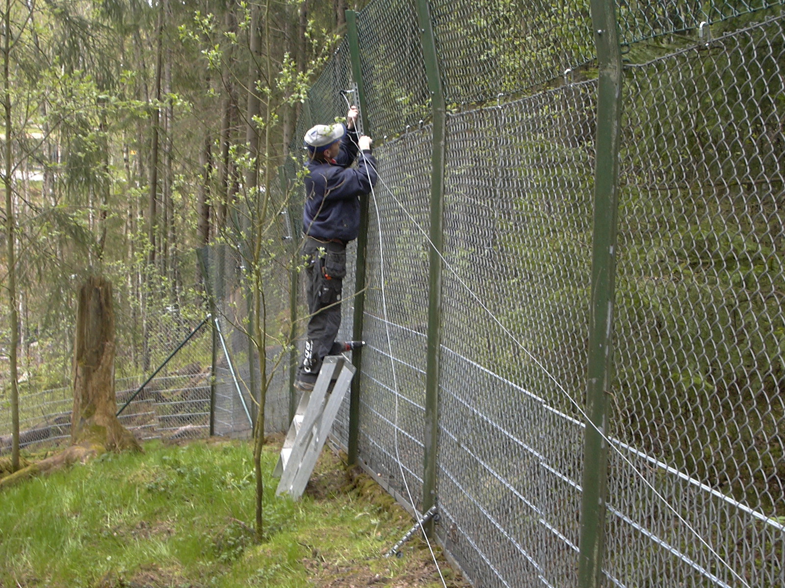 En mann monterer elektriske ledninger på toppen av et høyt gjerde i en dyrehage.