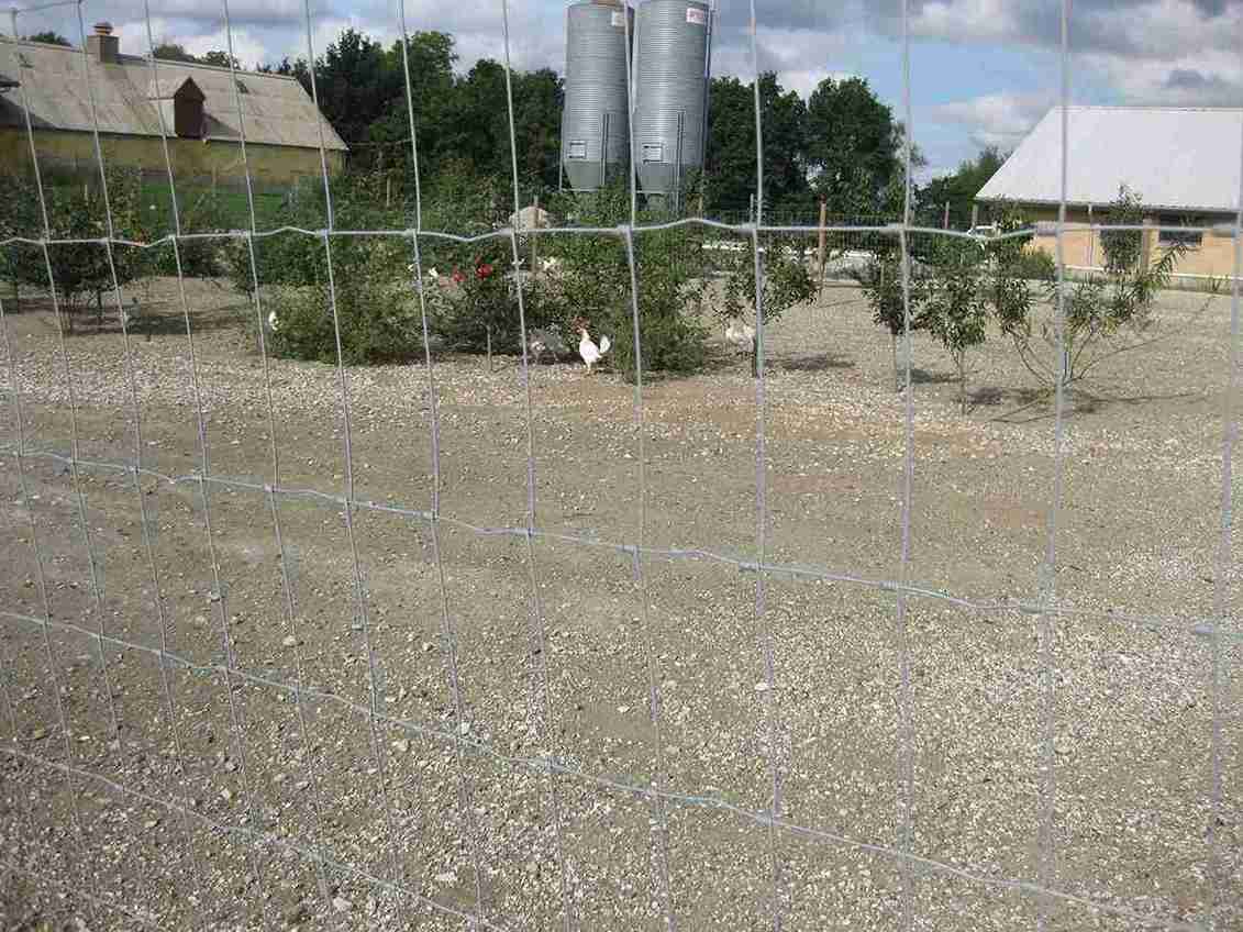 Et høyt nettinggjerde sørger for at hønene holder seg i hønsegården og holder rovdyr ute.