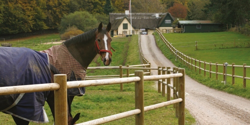 En hest står med hevet hode og observerer omgivelsene mens en annen hest beiter. Hestene står bak et hestegjerde langs innkjørselen til en landeiendom.