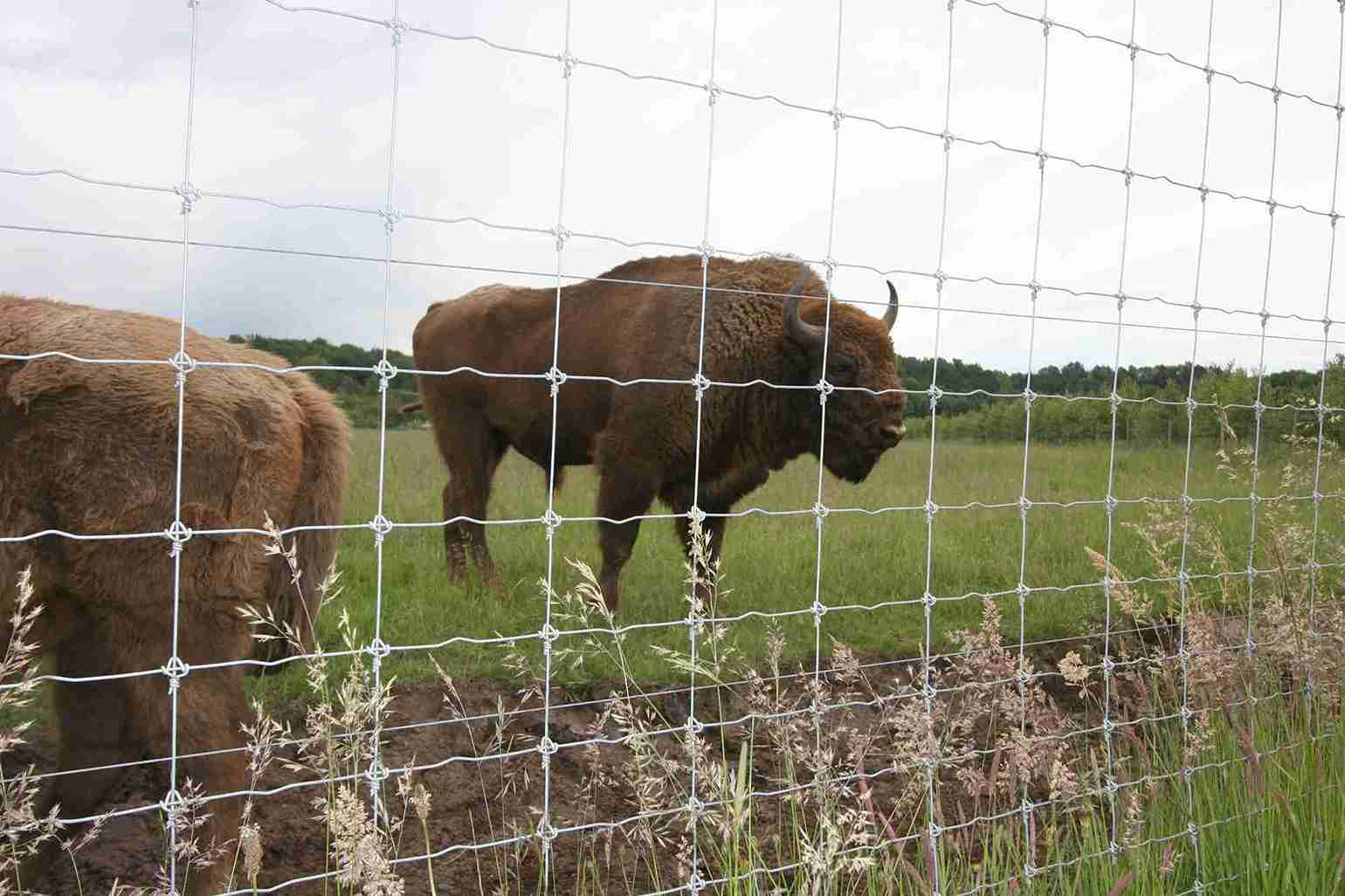 To bisoner beiter i innhegningen sin.