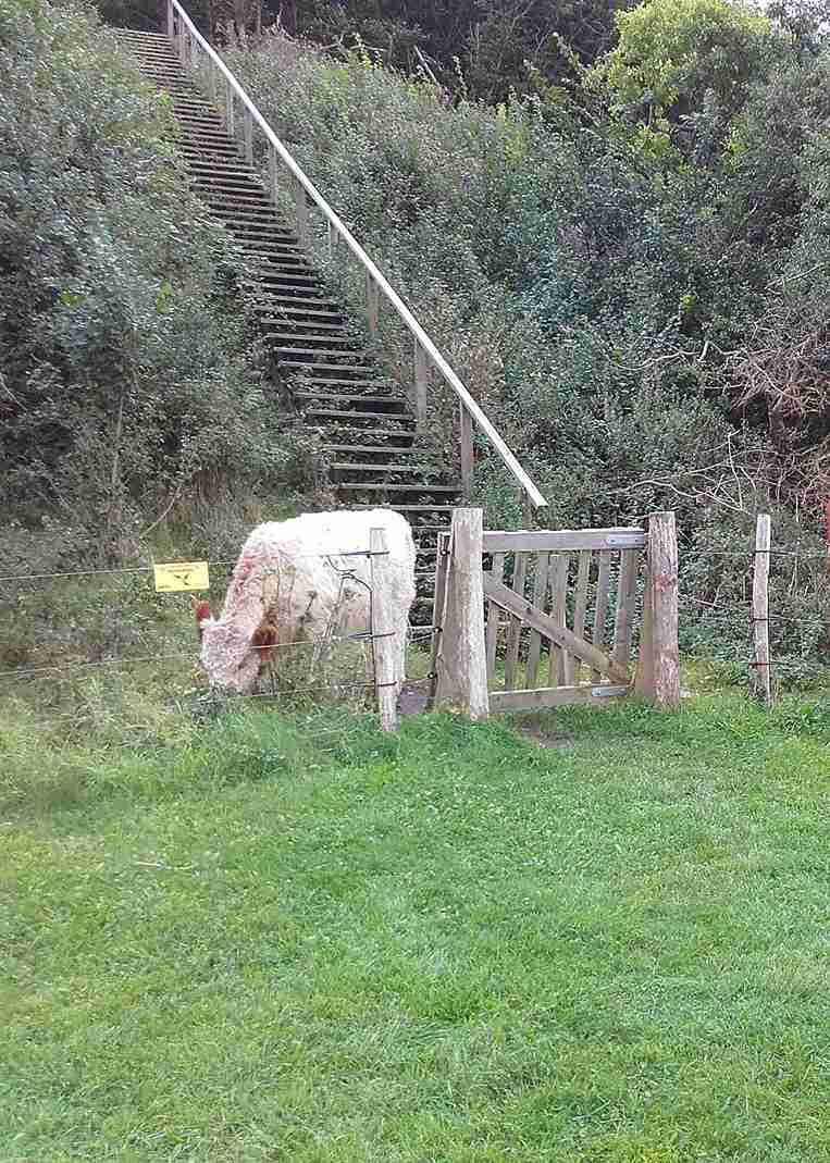 En ku står bak et elektrisk gjerde med en tregrind. Bak kua er det en trapp som fører opp en skråning.