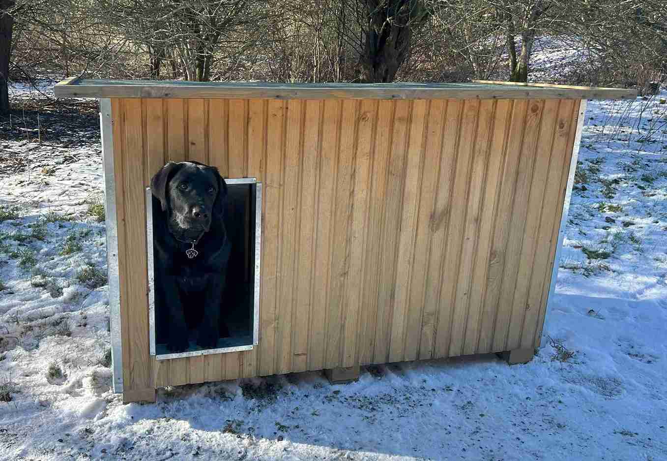 Svart hund ser ut fra et hundehus i et vinterlandskap med snø på bakken.