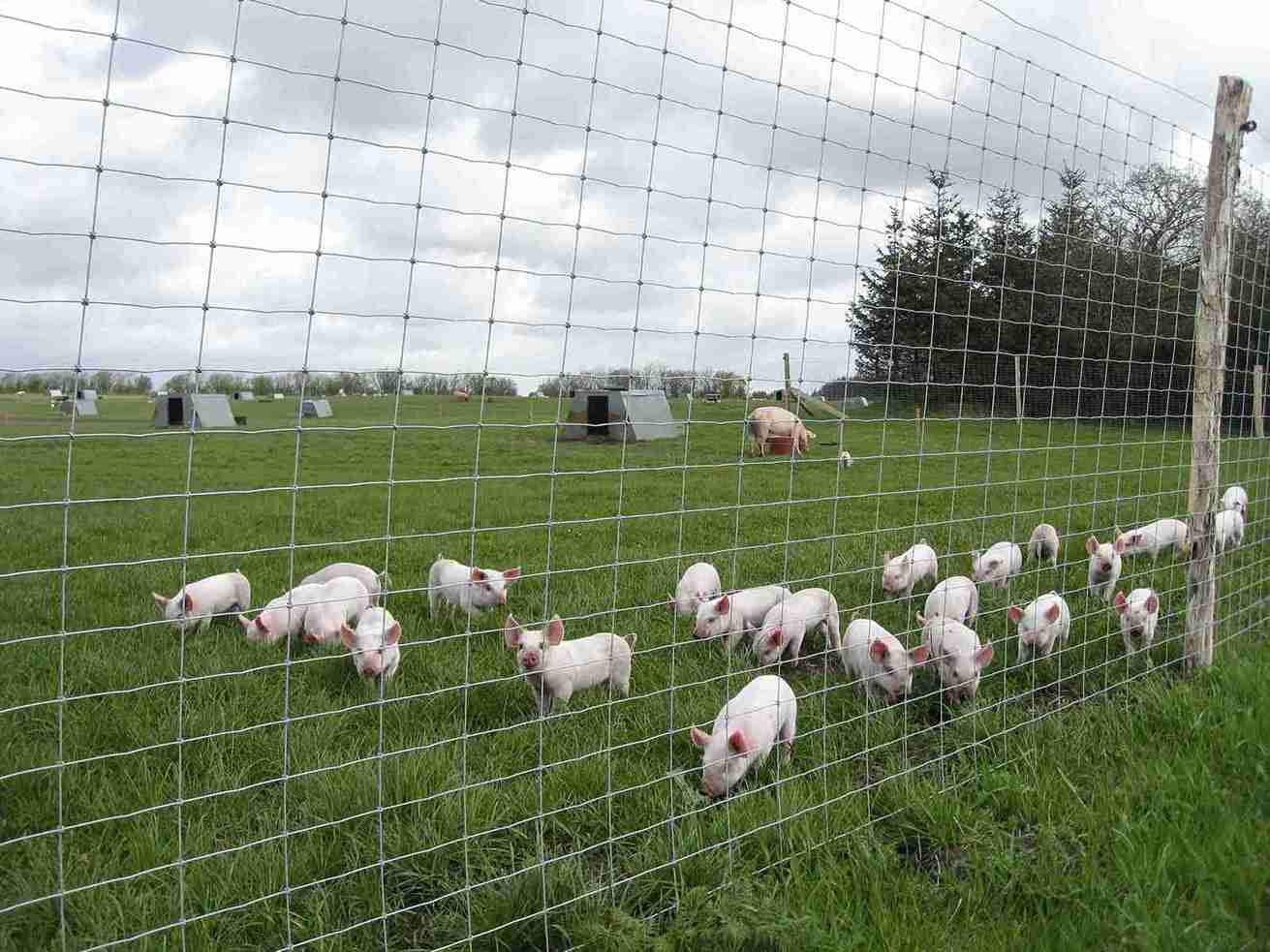 En flokk smågriser står tett inntil et nettinggjerde