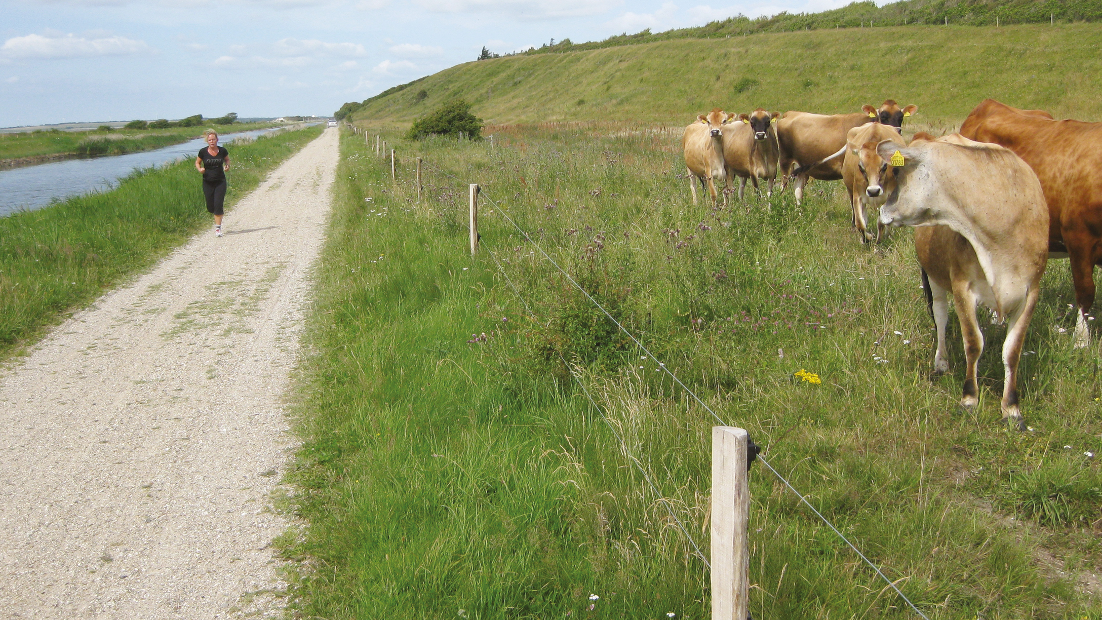 Naturpleieprosjekt med kyr bak et elektrisk gjerde montert på Økopæler langs en grussti. En person jogger forbi ved siden av en kanal.