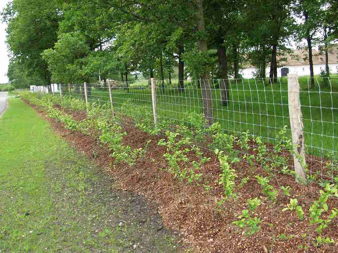 Gjerdelinje laget av Supernet netting med trestolper