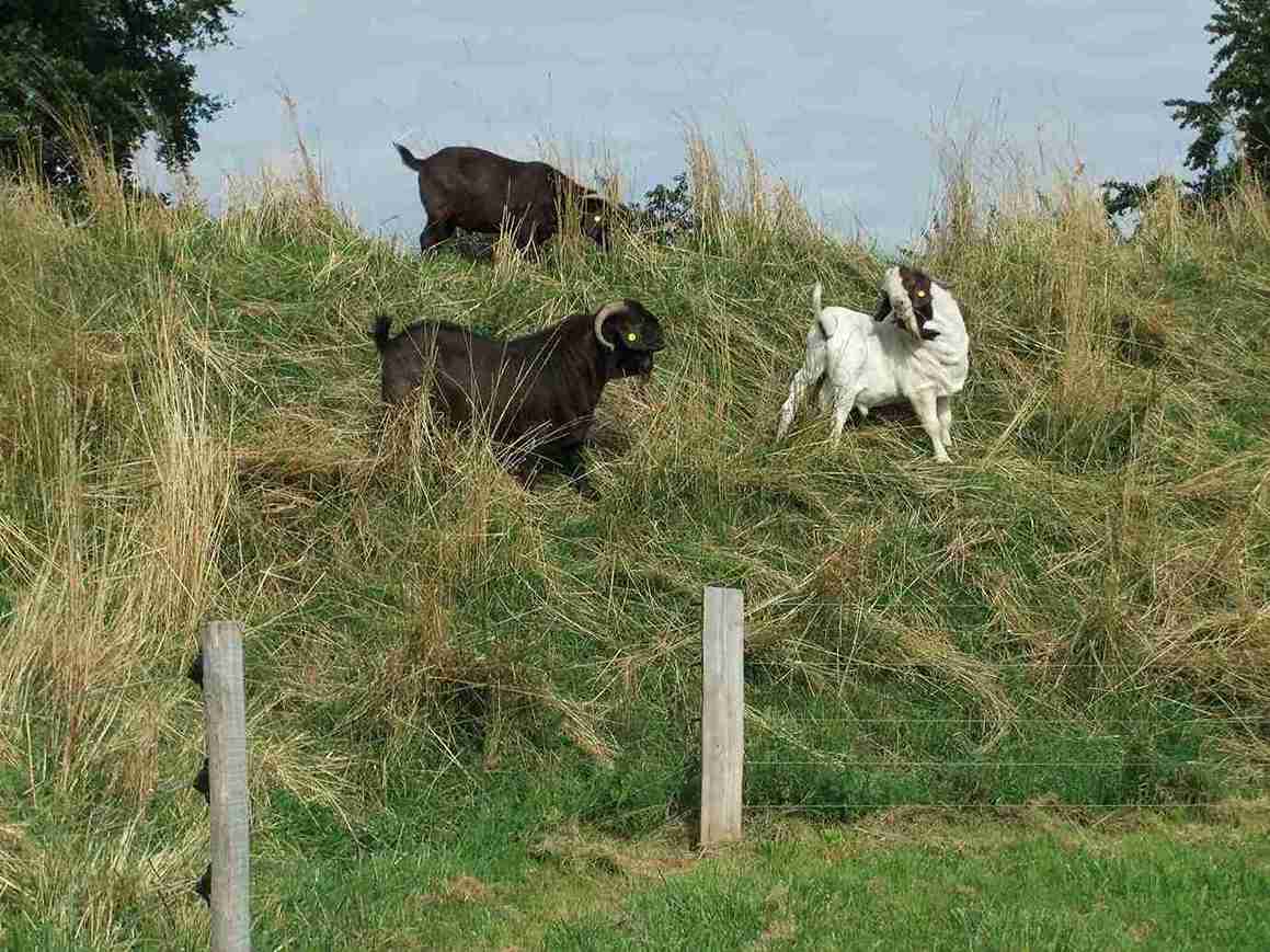 Tre geiter står i en skråning bak et elektrisk gjerde