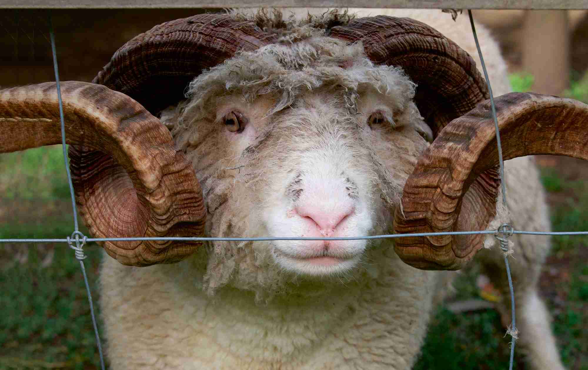 En vær kikker ut gjennom maskene i et nettinggjerde.