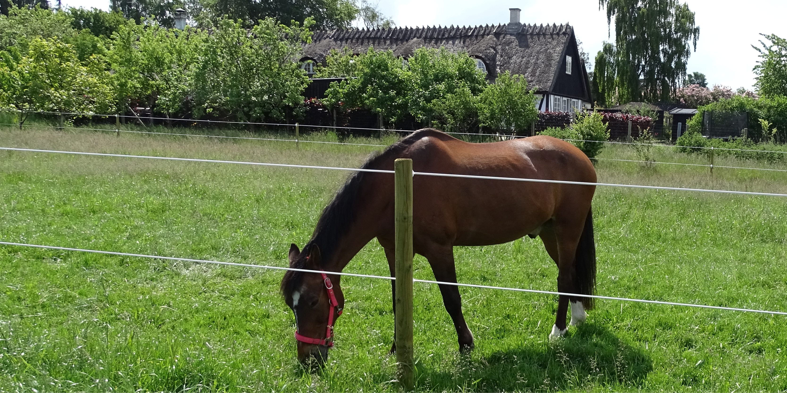 Hest bak et Hippolux-gjerde montert på trykkimpregnerte stolper.