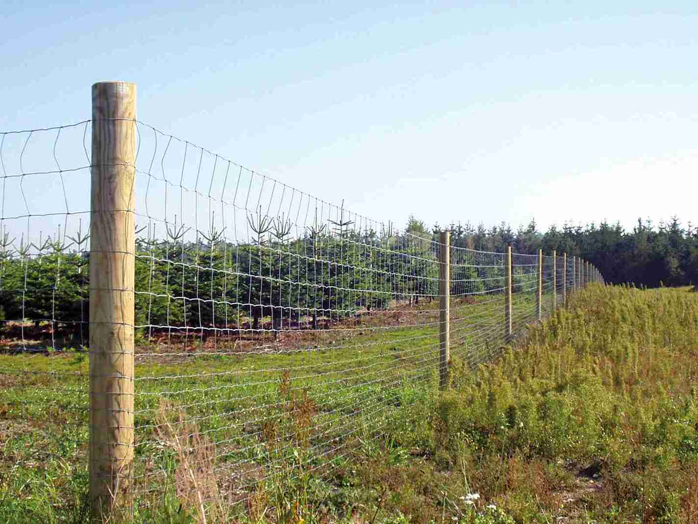 Et skogsgjerde beskytter et område med grantrær mot vilt.