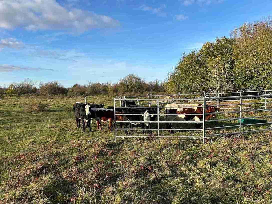 Flere kyr står inne i en fanggrind og ser ut