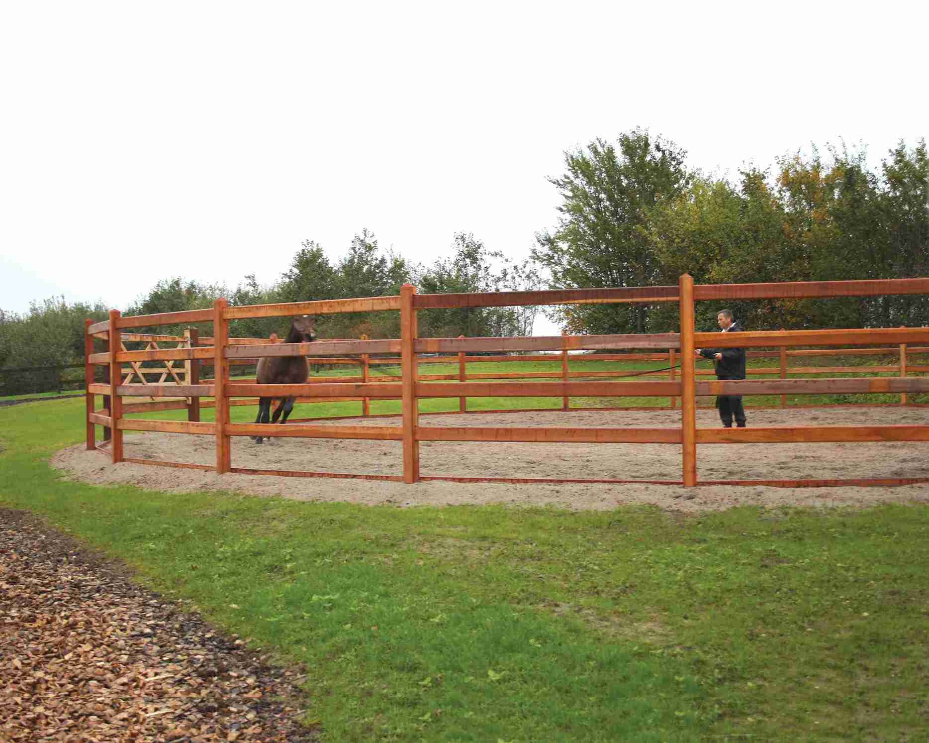 En brun hest ledes rundt i en rund innhegning av en hestetrener.