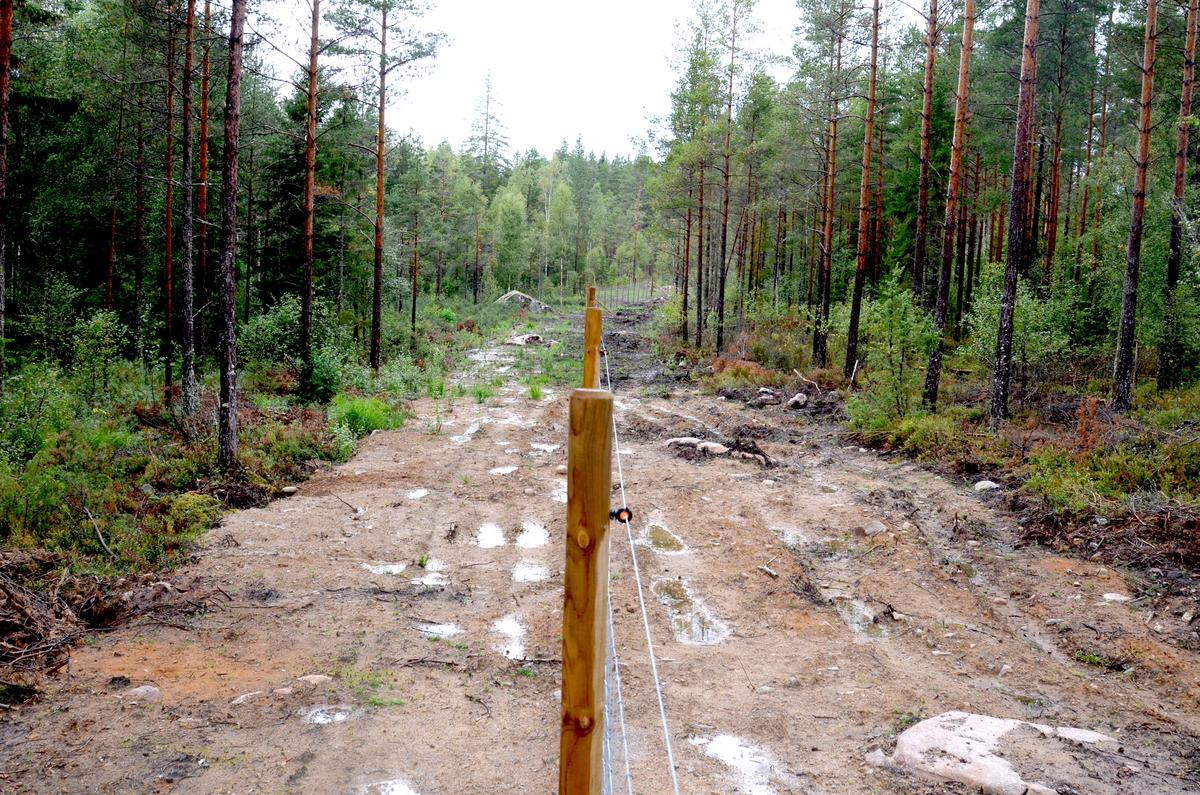 Et skogsgjerde skiller to skogsområder fra hverandre.