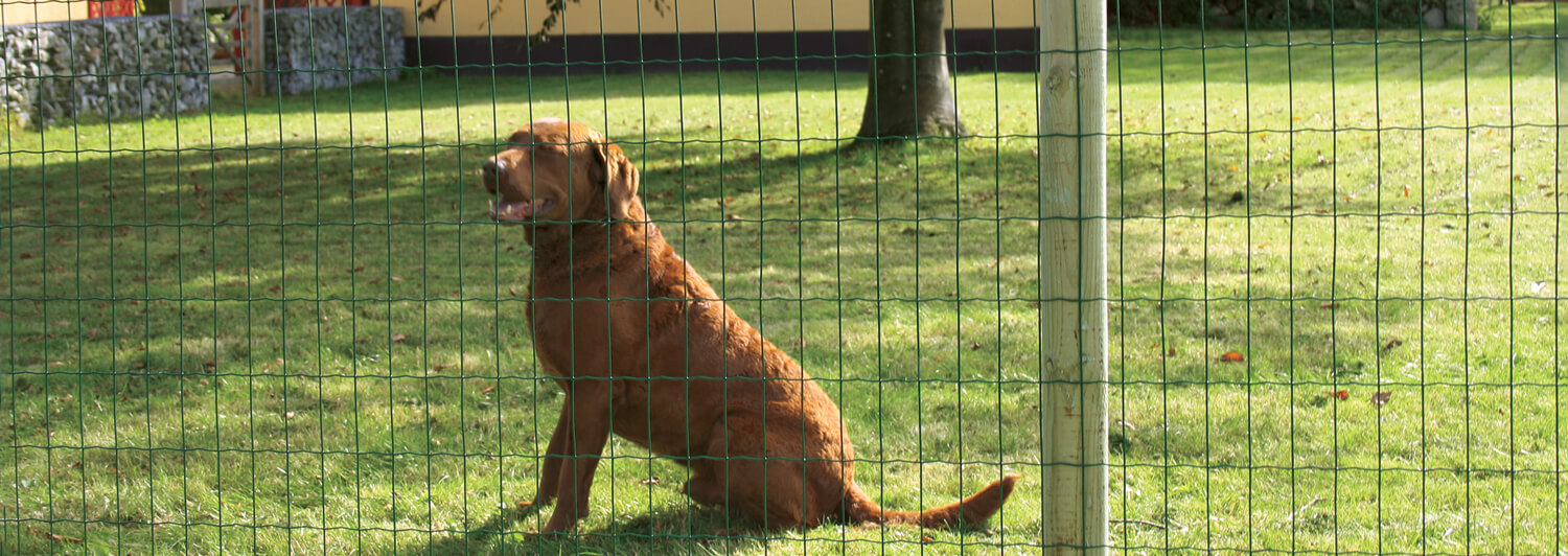 En stor hund, sittende bak et Lux hagegjerde i grønt