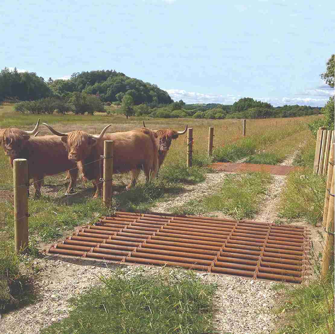 Tre kuer ved et ferist