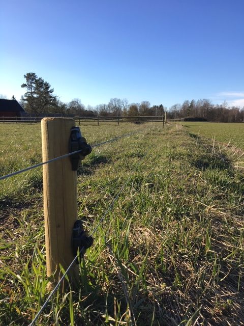 Et vildsvingjerde med strømførende ledninger beskytter en åker