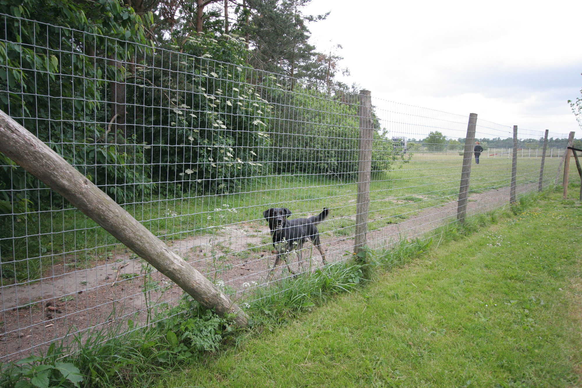En svart hund løper langs nettinggjerdet i en hundegård.