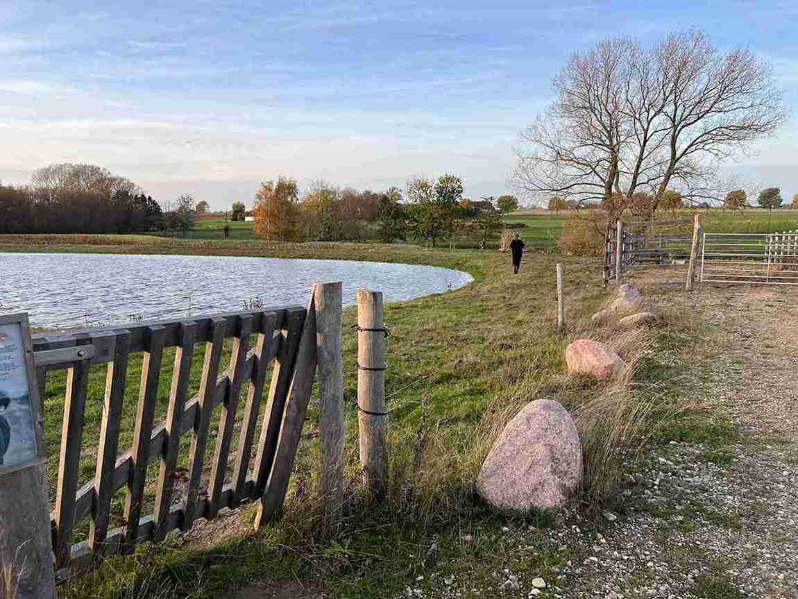 I en innhegning laget av elektriske gjerder er det valgt en klappgrind som inngang og utgang