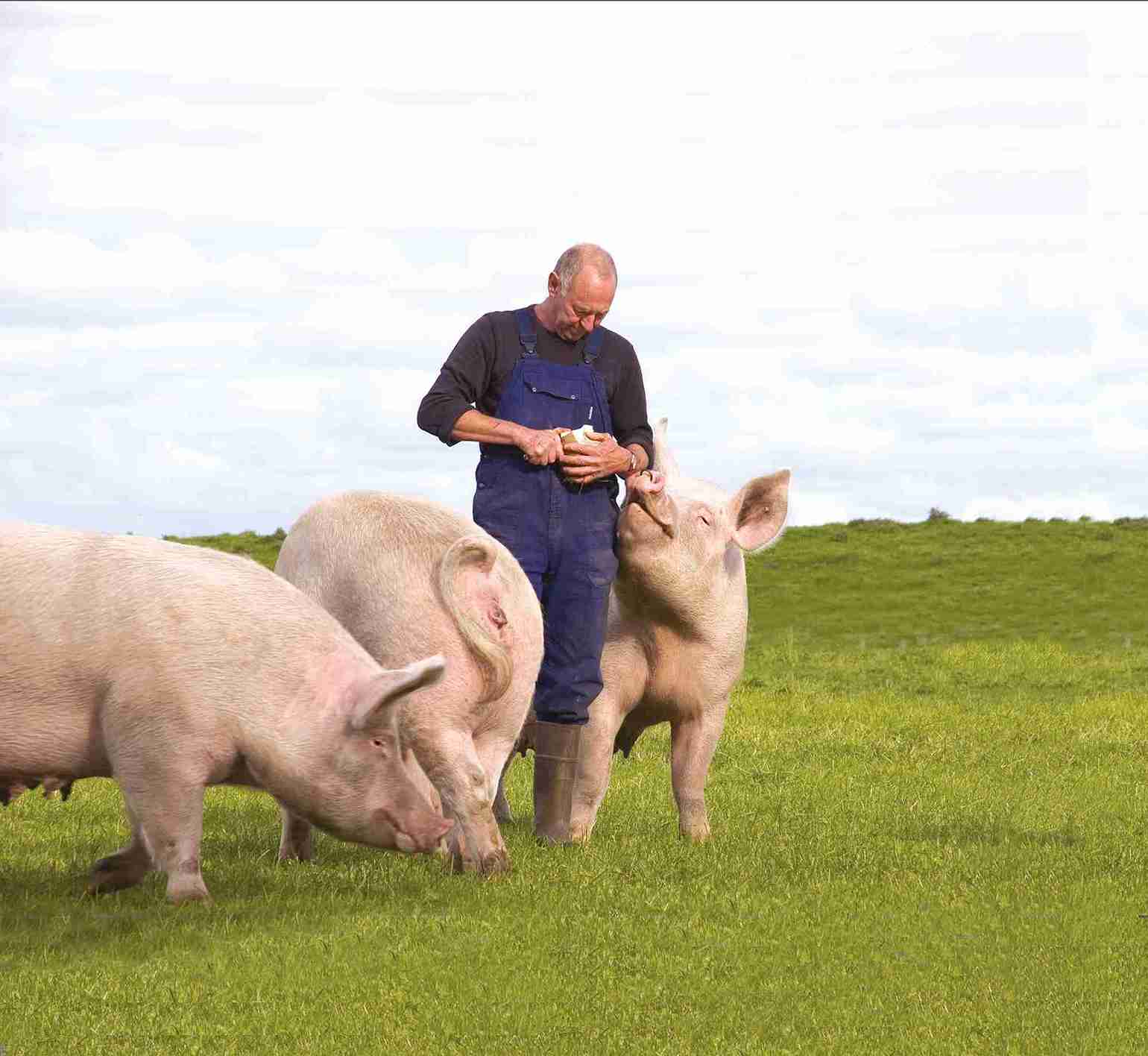 En grisebonde står i en innhegning omgitt av tre store griser.