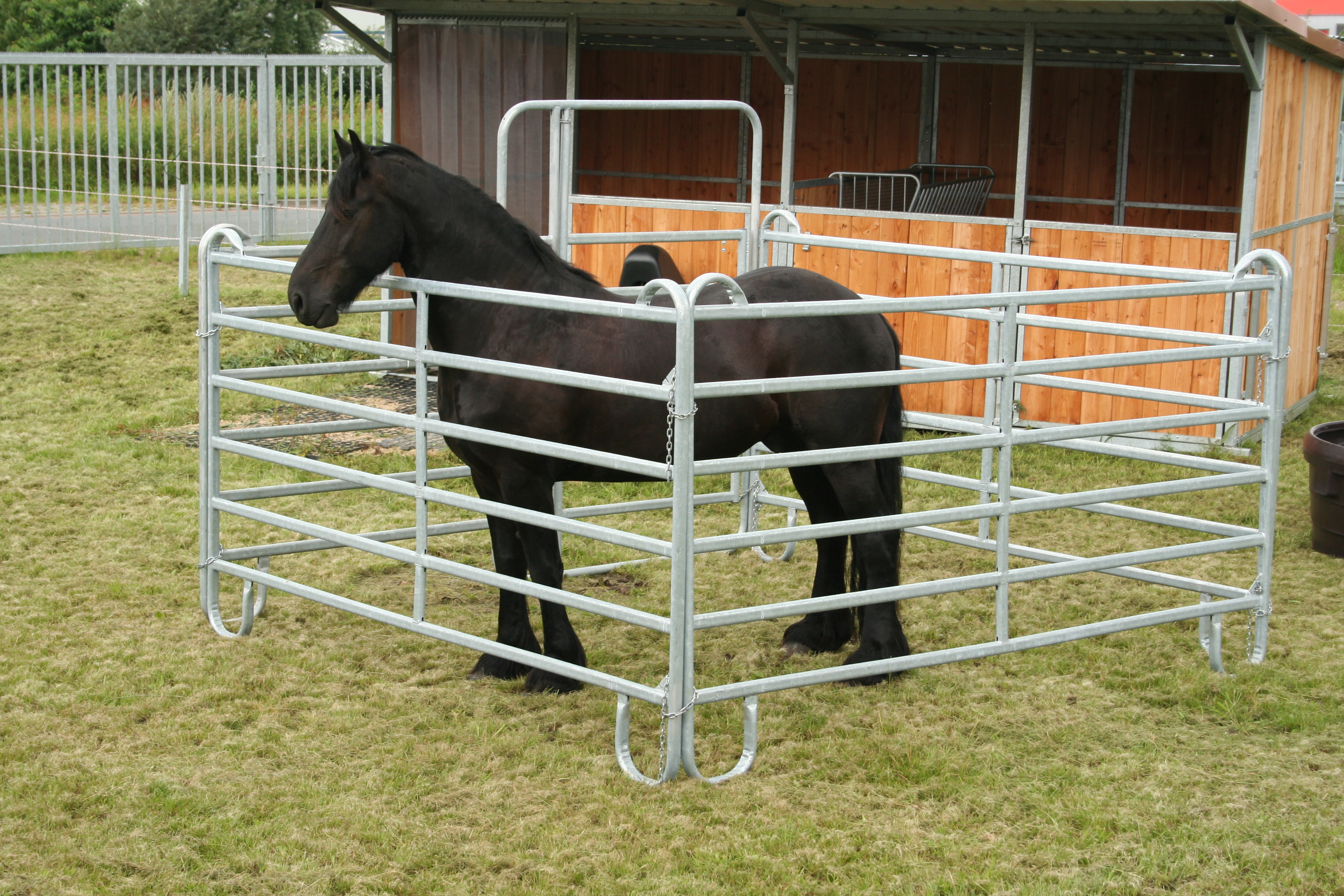 Svart hest i fanggrinden