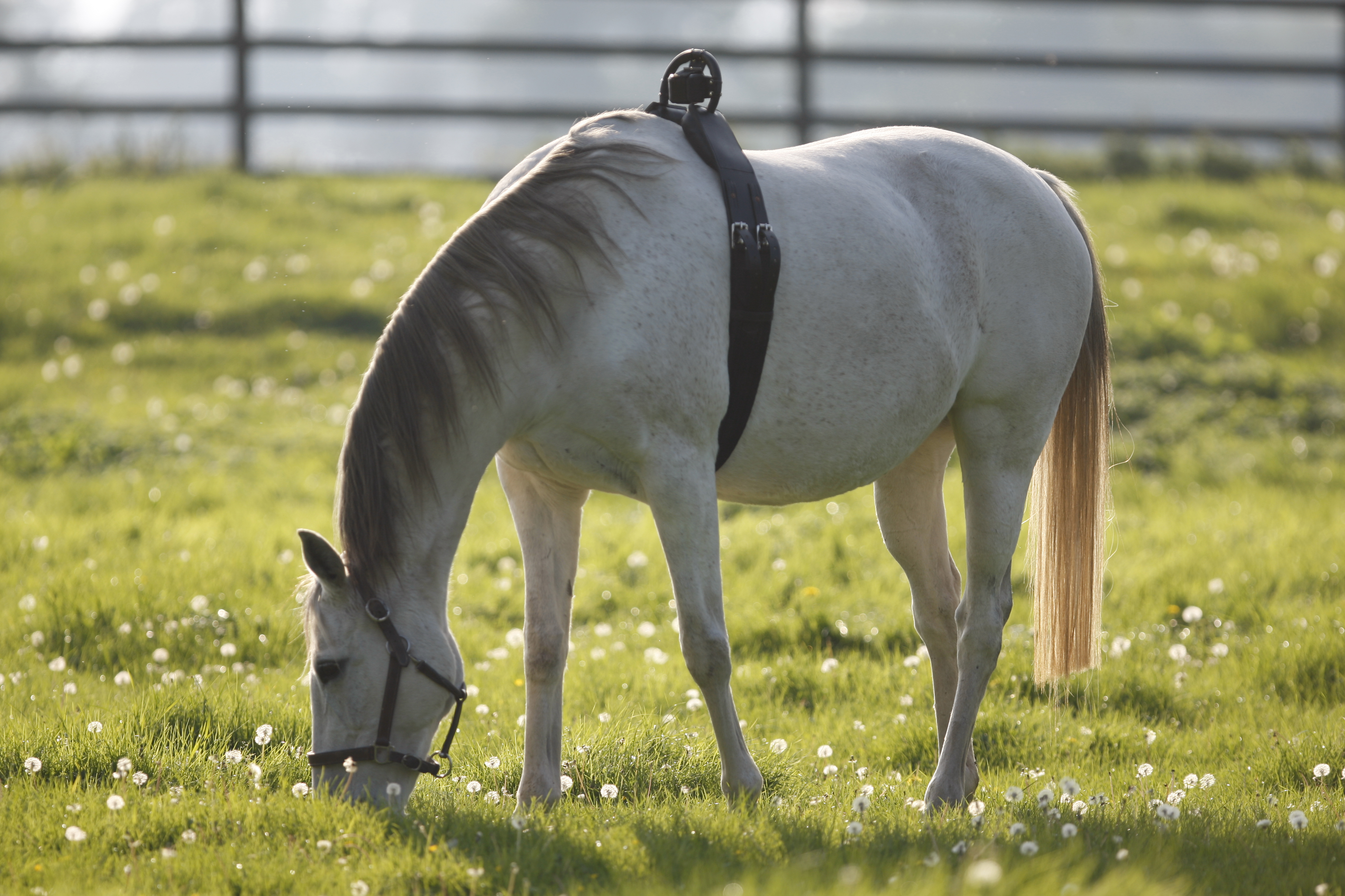En hvit hest beiter på et jorde med en antirullegjord rundt magen