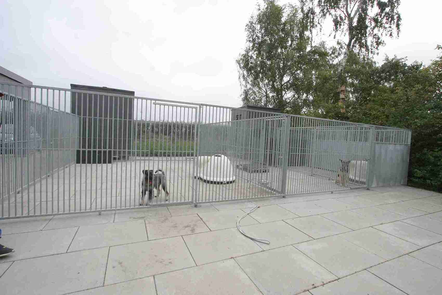 To hunder står i hver sin kennel og ser ut.