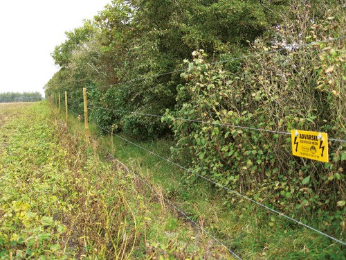 Et elektrisk gjerde med fire elektriske tråder sørger for at hjorten ikke spiser avlingene på åkeren.